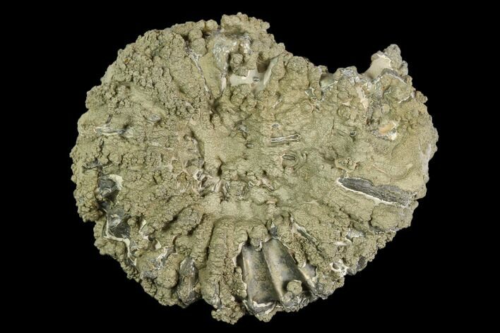 Pyritize Enrcusted Ammonite (Pleuroceras) Fossil - Germany #125406